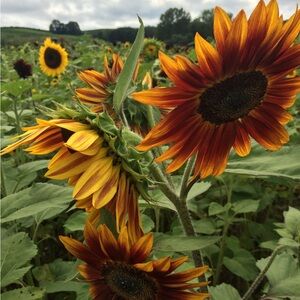 Meet your Posher, Diane